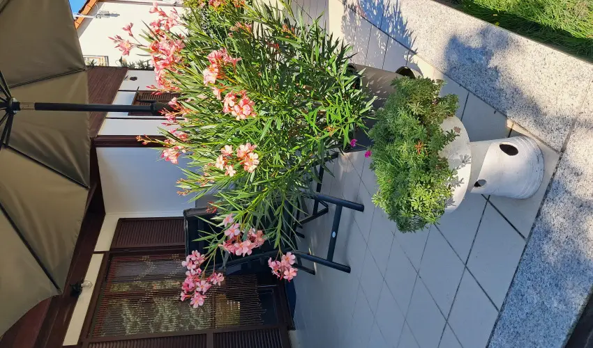 Sunshine Vendghz Balatonfenyves - Pnksd (min. 2 j)