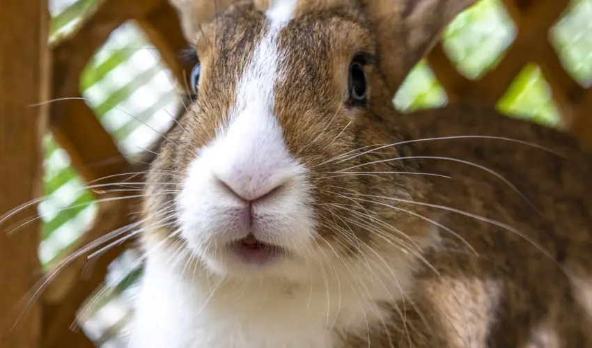 Term�l Apartmanok & Kemping Hark�ny Hark�ny - P�nk�sd