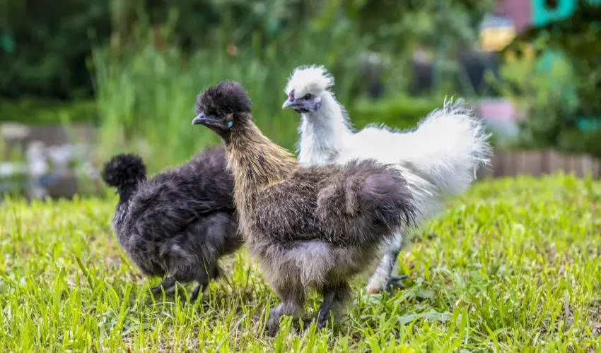 Term�l Apartmanok & Kemping Hark�ny Hark�ny - P�nk�sd