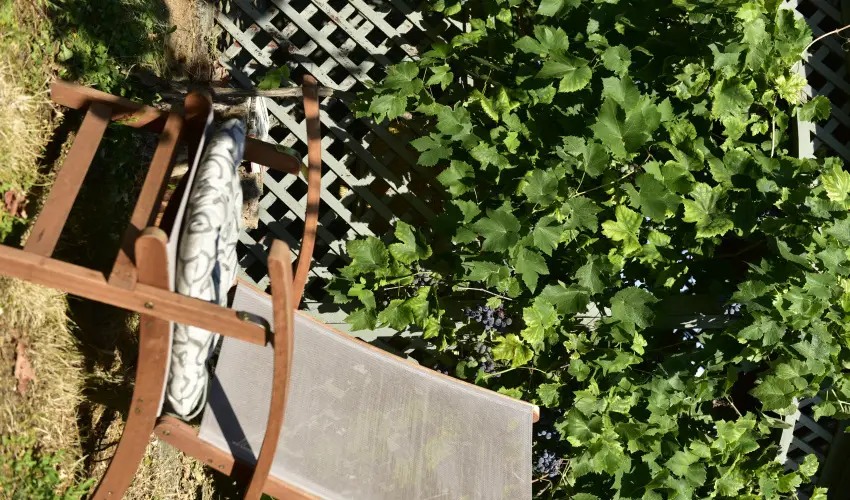 Torn�cos Vend�gh�z K�r�shegy - P�nk�sd (min. 3 �j)