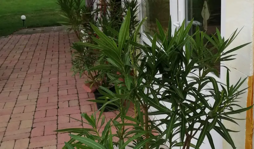 Turul Tanya  Mrahalom - Pnksd