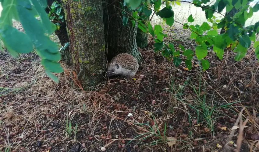 Turul Tanya  Mrahalom - Pnksd