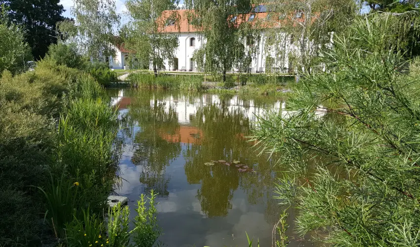 Vadkert Major Srvr - Pnksd