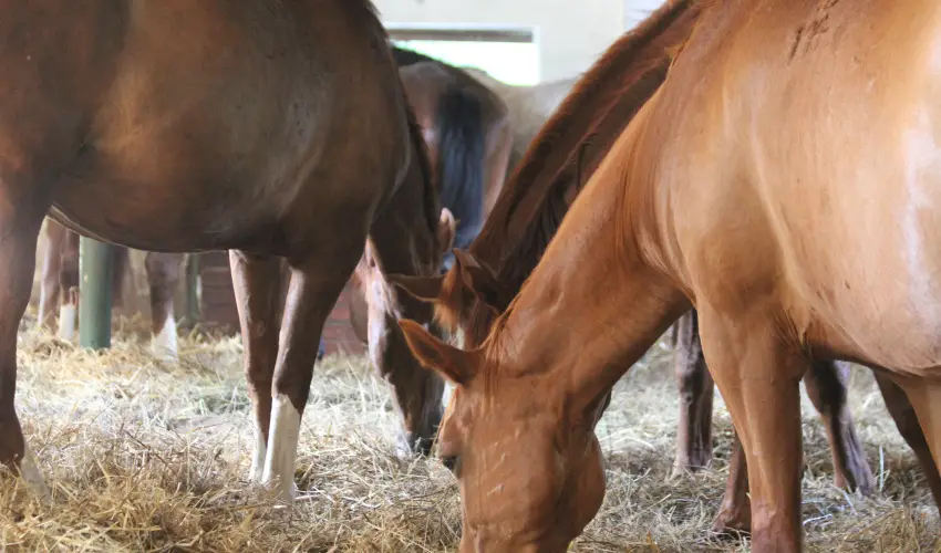 Vadkert Major Srvr - Pnksd