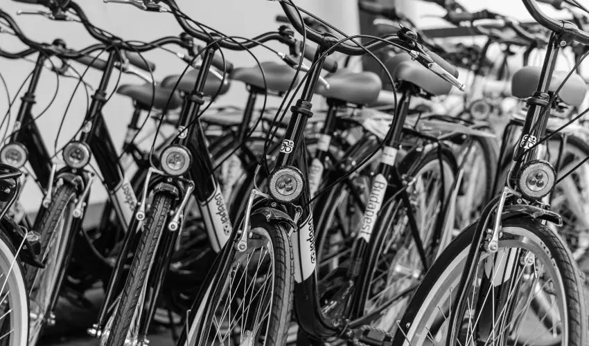 Vadvir�g Panzi� �gfalva - P�nk�sd 