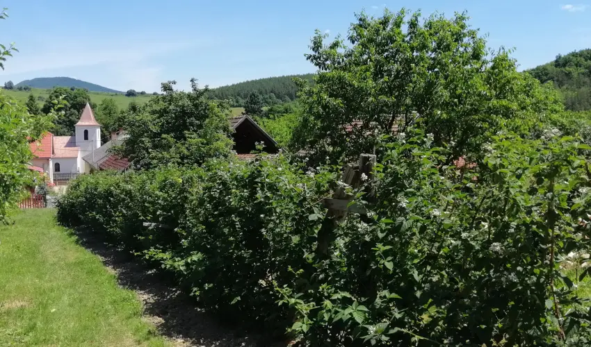 Zempl�ni T�nd�rkert Vend�gh�z F�z�rkoml�s - P�nk�sd (min. 2 �j)