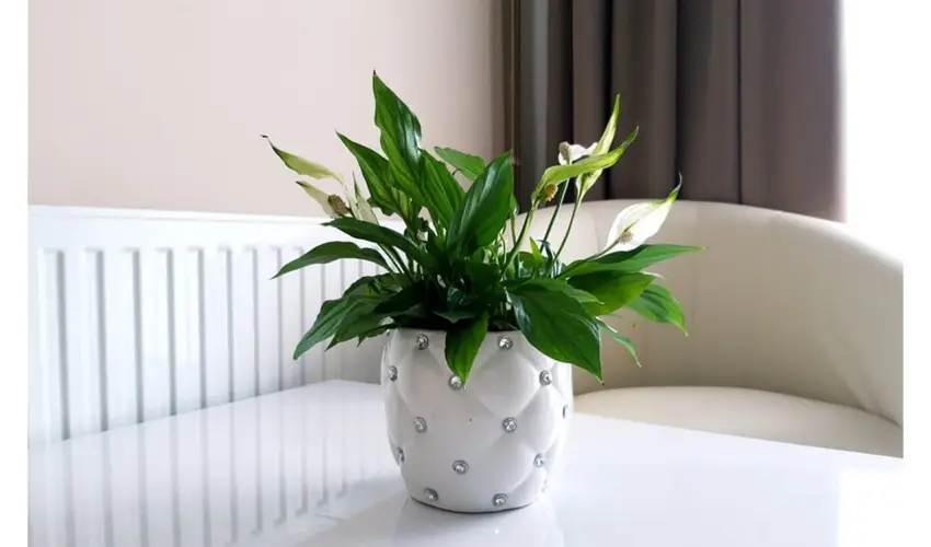 Zenit Panzi Miskolctapolca - Pnksd 